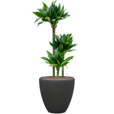 Dracaena fragrans 'Black jack' in Baq Polystone Plain