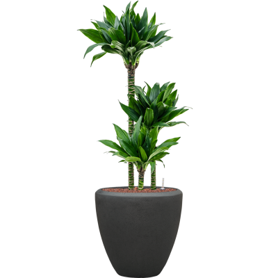 Растение в кашпо Dracaena fragrans 'Black jack' in Baq Polystone Plain