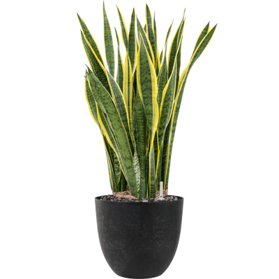 Растение в кашпо Sansevieria trifasciata 'Laurentii' in Artstone