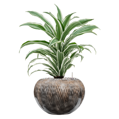 Растение в кашпо Dracaena fragrans 'White Jewel' in Baq Luxe Lite Comet