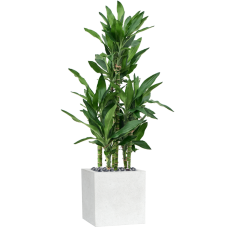 Dracaena fragrans 'Burundii' in Capi Lux Terrazzo