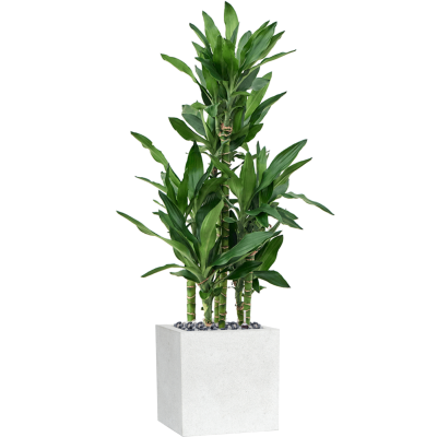 Растение в кашпо Dracaena fragrans 'Burundii' in Capi Lux Terrazzo