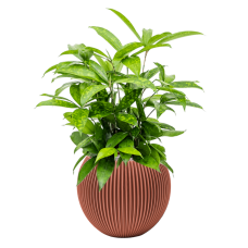 Dracaena surculosa in Capi Nature Groove Special