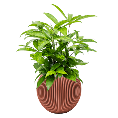 Растение в кашпо Dracaena surculosa in Capi Nature Groove Special