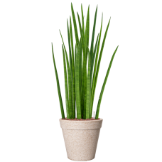 Sansevieria cylindrica 'Spikes' in Fibrics Bamboo