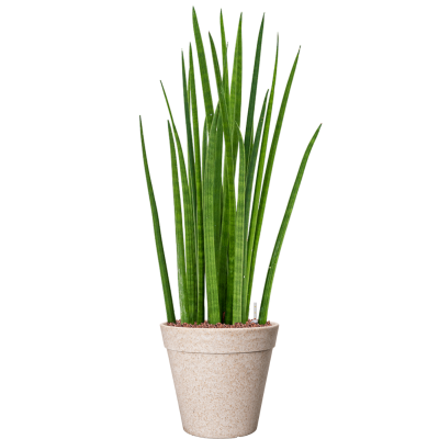 Растение в кашпо Sansevieria cylindrica 'Spikes' in Fibrics Bamboo