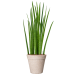 Растение в кашпо Sansevieria cylindrica 'Spikes' in Fibrics Bamboo