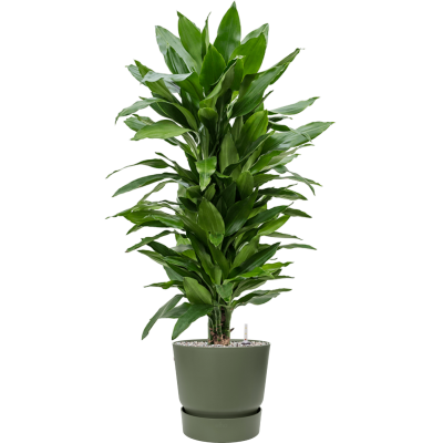 Растение в кашпо Dracaena fragrans 'Janet Lind' in Greenville