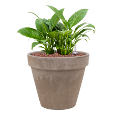 Spathiphyllum 'Gokyo' in Terra Cotta