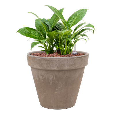 Растение в кашпо Spathiphyllum 'Gokyo' in Terra Cotta