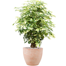 Schefflera arboricola 'Trinette' in Terra Cotta