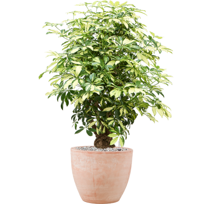 Растение в кашпо Schefflera arboricola 'Trinette' in Terra Cotta