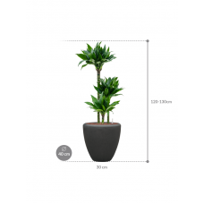 Dracaena fragrans 'Black jack' in Baq Polystone Plain