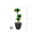 Растение в кашпо Dracaena fragrans 'Black jack' in Baq Polystone Plain