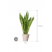 Растение в кашпо Sansevieria masoniana 'Dragon' in Fibrics Bamboo