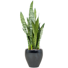 Sansevieria zeylanica in Amora