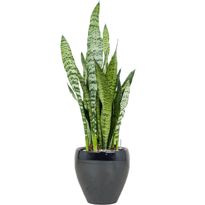 Растение в кашпо Sansevieria zeylanica in Amora