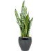 Растение в кашпо Sansevieria zeylanica in Amora