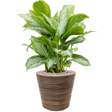 Aglaonema 'Silver Bay' in Drypot Rattan Stripe