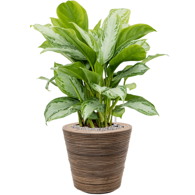 Растение в кашпо Aglaonema 'Silver Bay' in Drypot Rattan Stripe