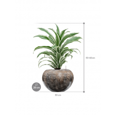 Dracaena fragrans 'White Jewel' in Baq Luxe Lite Comet