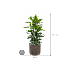 Ficus cyathistipula in Baq Luxe Lite Universe Waterfall