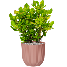 Crassula ovata in Vibes Fold