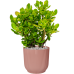 Растение в кашпо Crassula ovata in Vibes Fold