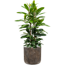 Ficus cyathistipula in Baq Luxe Lite Universe Waterfall