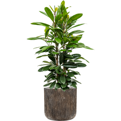 Растение в кашпо Ficus cyathistipula in Baq Luxe Lite Universe Waterfall