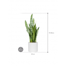 Sansevieria zeylanica in Fiberstone