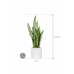 Растение в кашпо Sansevieria zeylanica in Fiberstone