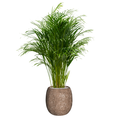 Растение в кашпо Dypsis (Areca) lutescens in Baq Polystone Coated Plain