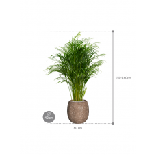 Dypsis (Areca) lutescens in Baq Polystone Coated Plain