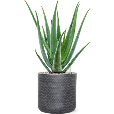 Растение в кашпо Aloe vera barbadensis in Baq Angle