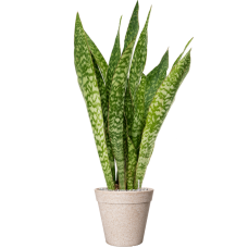 Sansevieria masoniana 'Dragon' in Fibrics Bamboo