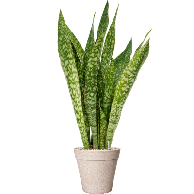 Растение в кашпо Sansevieria masoniana 'Dragon' in Fibrics Bamboo