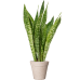 Растение в кашпо Sansevieria masoniana 'Dragon' in Fibrics Bamboo