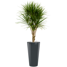 Dracaena marginata in Runner