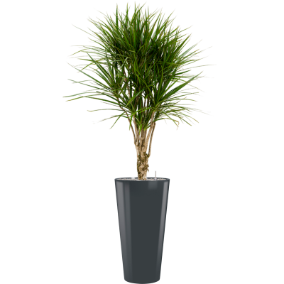 Растение в кашпо Dracaena marginata in Runner