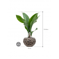 Aspidistra elatior in Baq Luxe Lite Universe Moon