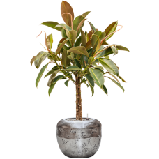 Ficus elastica 'Melany' in Baq Opus Raw