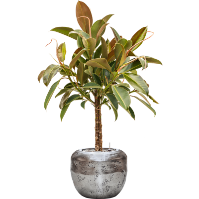 Растение в кашпо Ficus elastica 'Melany' in Baq Opus Raw