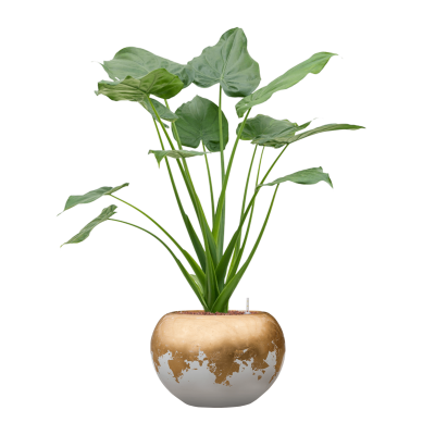 Растение в кашпо Alocasia cucullata in Baq Luxe Lite Glossy