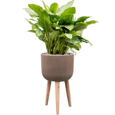 Растение в кашпо Aglaonema 'Freedman' in Refined Retro With Feet