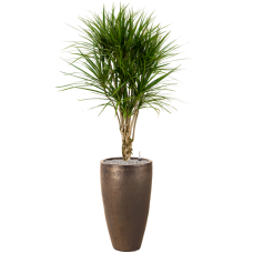 Dracaena marginata in Plain