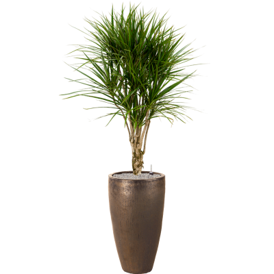 Растение в кашпо Dracaena marginata in Plain