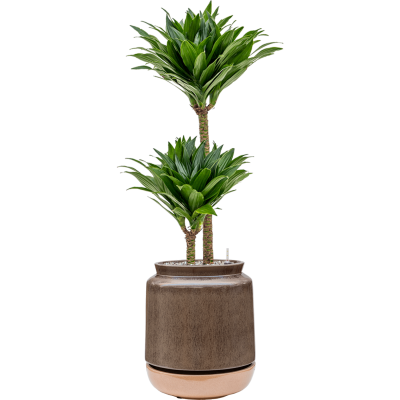 Растение в кашпо Dracaena fragrans 'Compacta'q in Mori