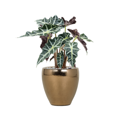 Растение в кашпо Alocasia 'Polly' in Amora