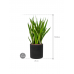 Растение в кашпо Sansevieria kirkii in Rough